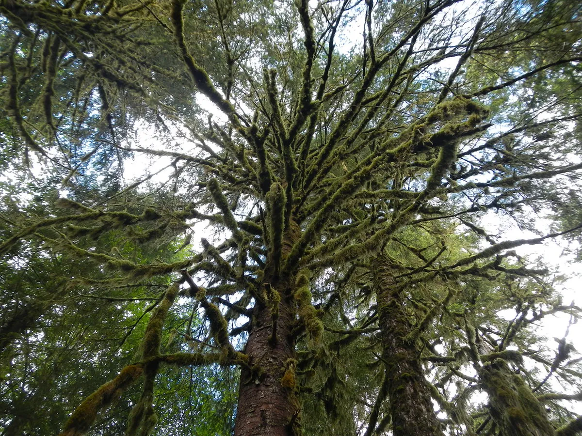 Alaska Rainforest Sanctuary