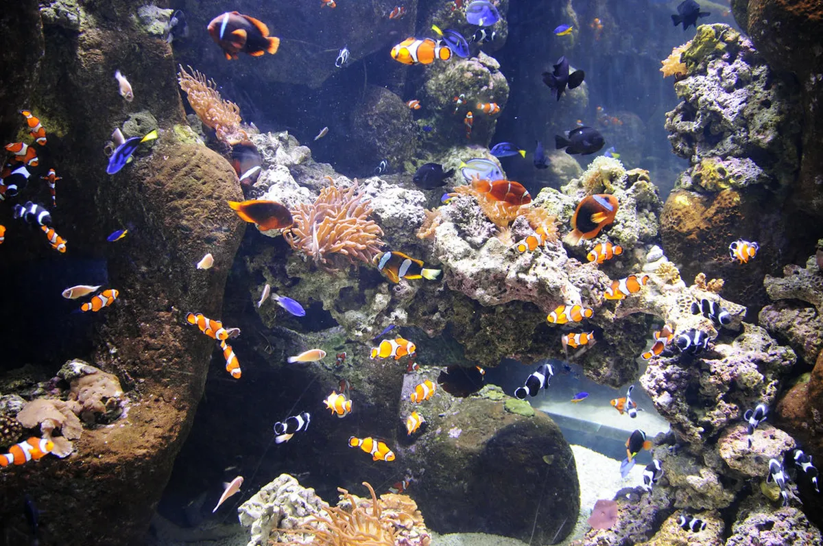 Aquarium of the Pacific